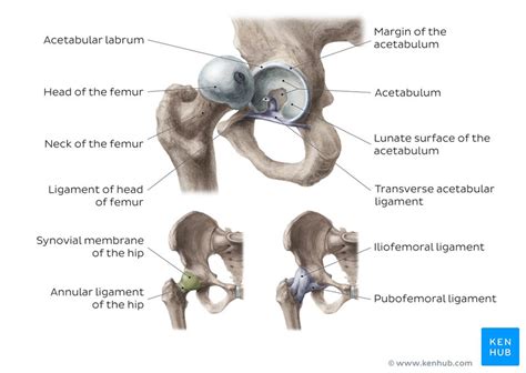 Hip and thigh: Bones, joints, muscles | Kenhub