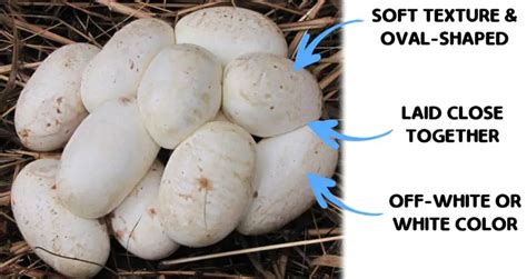 10 Snake Egg Facts: Identification, Care, & Much More! | Beyond The Treat