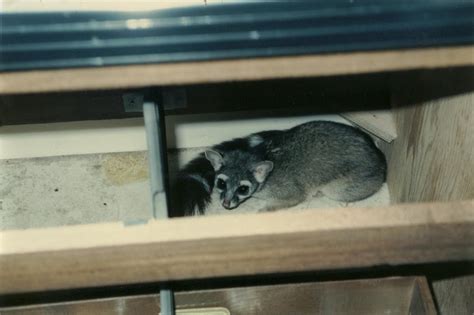 baby Ringtail – Mendonoma Sightings