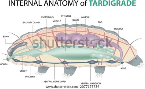 Infographic Internal Anatomy Tardigrade Eight-legged Segmented Stock ...