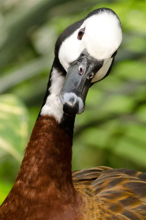 Duck - Animals Free Stock Photo - Public Domain Pictures