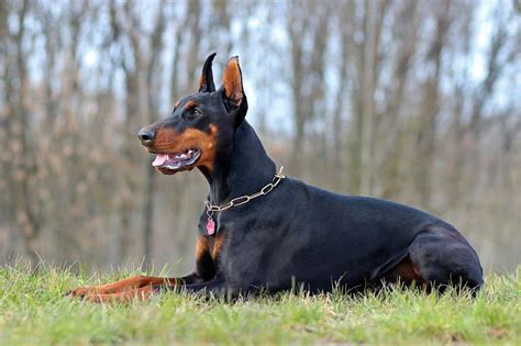 4 Recommended Best Large Dog Breeds with Gentle Nature