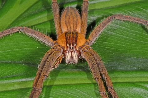 Brazilian Wandering Spider Size Comparison - meditacaonavidareal