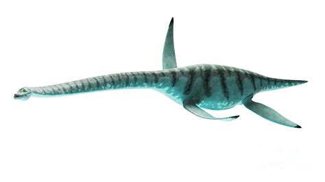 Illustration Of Styxosaurus Photograph by Sebastian Kaulitzki/science Photo Library - Pixels