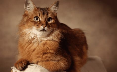 Shades of Cuteness - 13 Of The Most Attractive Brown Cat Breeds - Animal Corner