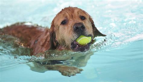 Canine Aquatic Skills That Go Way Beyond the Doggy Paddle - The Dodo