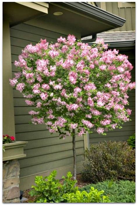 So pretty | Dwarf trees for landscaping, Trees for front yard, Lilac tree