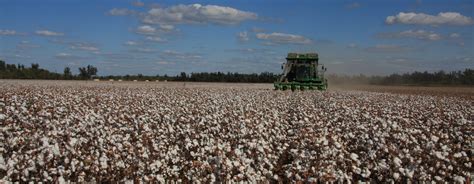 cotton harvest - Hundred Percent Cotton