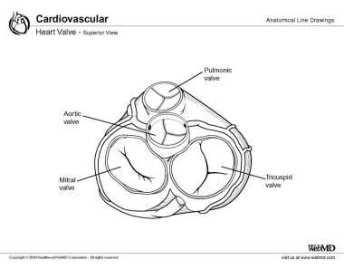 Heart Valves Anatomy - Anatomical Charts & Posters