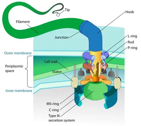 Structure and Functions of Cilia and Flagella