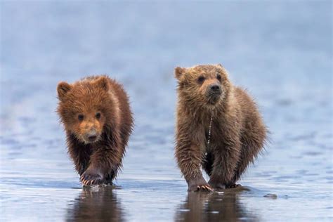 Grizzly Bear Cub Photography and Brown Bear Cub Photos | Photos by Joseph C. Filer