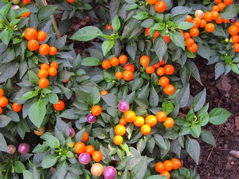 Ornamental Pepper (Capsicum annuum 'Hot Pops Purple') in the Peppers ...