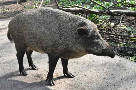 Wild Boar Profile: Traits, Facts, Range, Size, Attack, Food - Mammal Age