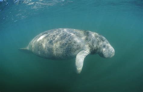 West Indian Manatee (Trichechus manatus latirostris) Florida Everglades, Florida, USA. posters ...