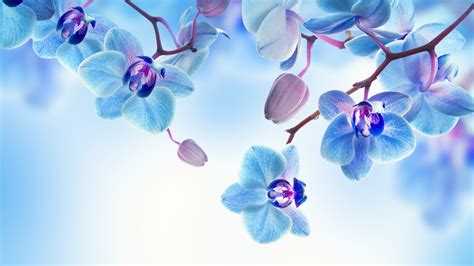 Orchid, 4K, flowers, blue, white HD Wallpaper