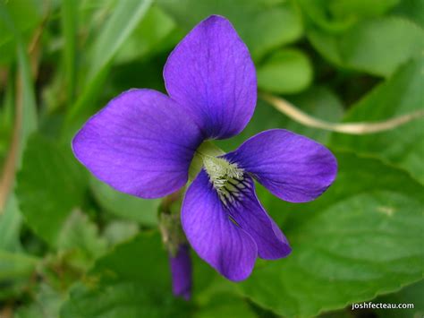 Foraging Wild Greens: Violets | Josh Fecteau