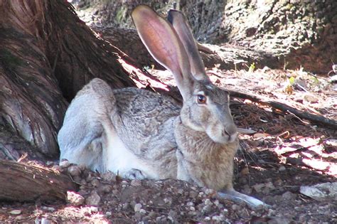 Black-Tailed Jackrabbit – Fossil Rim Wildlife Center