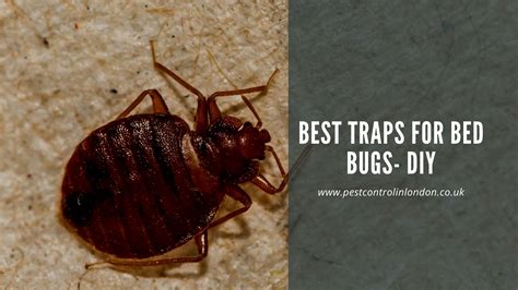 Best Traps for Bed Bugs- DIY | Pest Exterminators