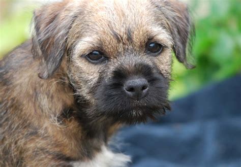 Border Terrier Puppies For Sale - AKC PuppyFinder