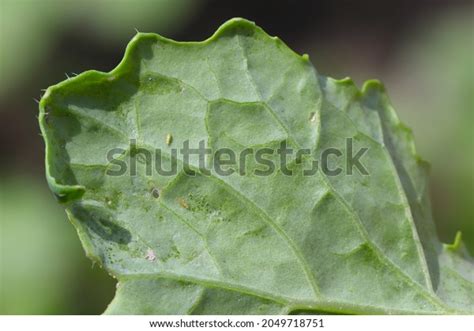 Thrips Lay Eggs: Over 17 Royalty-Free Licensable Stock Photos | Shutterstock