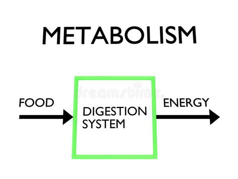 Metabolism Flowchart Stock Illustrations – 5 Metabolism Flowchart Stock Illustrations, Vectors ...