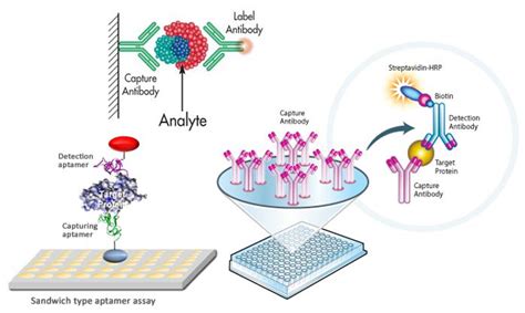 CD ELISA Matched Pair Development - Creative Diagnostics