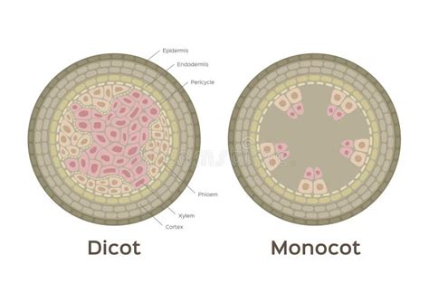 Root Vector / Monocot and Dicot Stem / Infographic Stock Vector - Illustration of science, coat ...