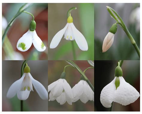 A snowdrop special - 6 pretty Galanthus varieties | The Tea Break Gardener