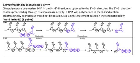 Solved 6.) Proofreading by Exonuclease activity DNA | Chegg.com