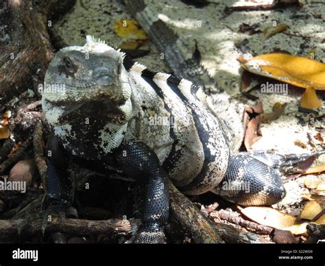 Iguana mexico hi-res stock photography and images - Alamy