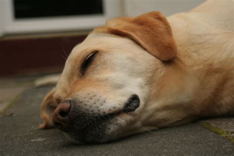 Sleeping labrador by jaderstefan on DeviantArt