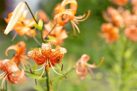 Tiger lily is blooming in backyard garden (621794)