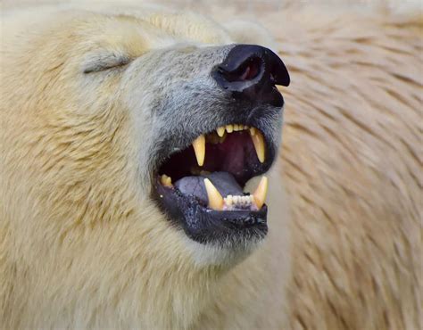 Polar Bear Teeth: Everything You Need To Know - A-Z Animals