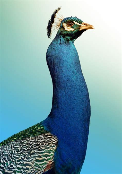 Symbolic Peacock Tattoo Ideas and Meaning on Whats-Your-Sign