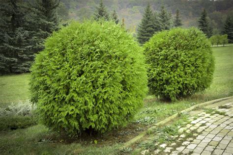 No Home Is Complete Without Evergreen Shrubs for Year-Round Beauty | Evergreen shrubs, Evergreen ...