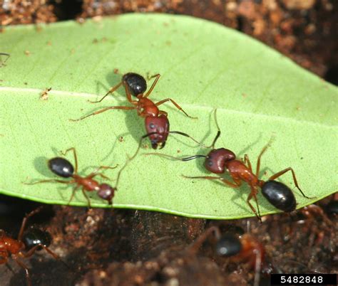 Florida harvester ant (Pogonomyrmex badius)