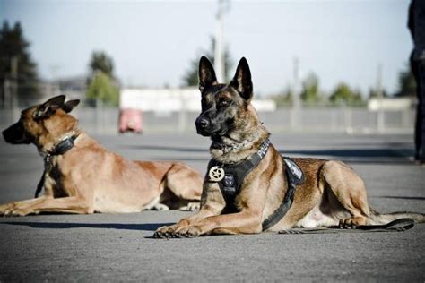 Importance of K-9 Units in Security - Corinthians Group of Companies