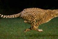 This Cheetah is Running 100 km/h… in Super Slow Motion » TwistedSifter