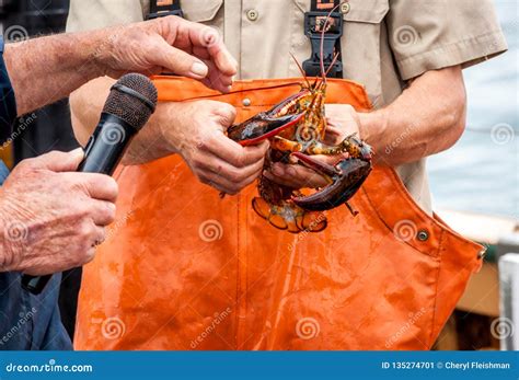 Maine Lobster Boat Demo, How-to Catch and Band Lobster from Trap ...