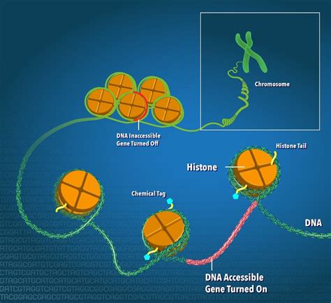 Research Links the Epigenome to Aging, Cancer and Disease » LongevityFacts