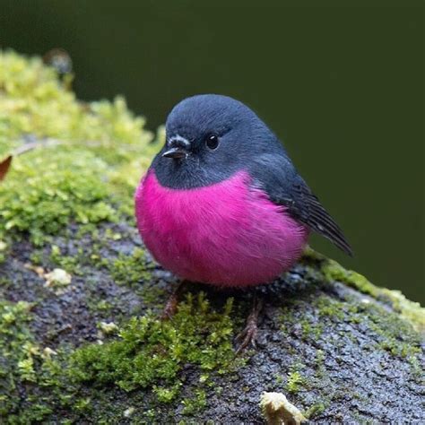 The Pink Robin Is A Very Adorable Bird From Australia – Inner Strength Zone