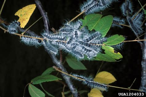 walnut caterpillar (Datana integerrima)