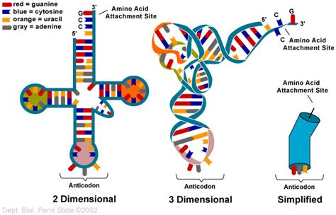 CARLBio - Predicting of Secondary Structure of tRNA [[MORE]] The nucleotide base sequences of a ...