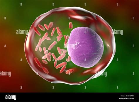 Rickettsia Prowazekii Under A Microscope