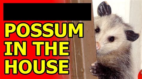 Possum in the House - YouTube