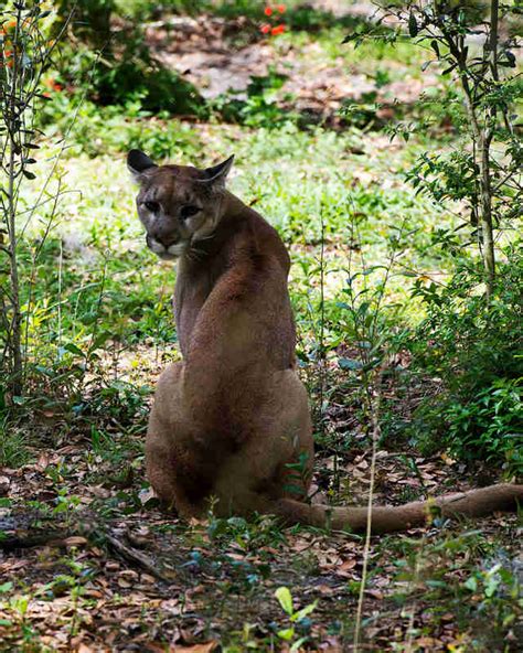 Rare Florida Panther Habitat Would Be Destroyed By Development Plan - The Dodo