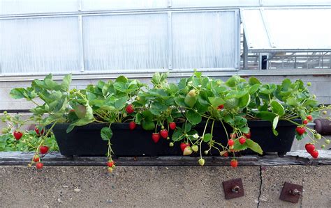 Tips for growing strawberries in containers | The Drummer and The Wright County Journal Press