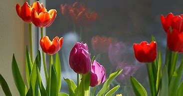 How to grow tulip bulbs indoors