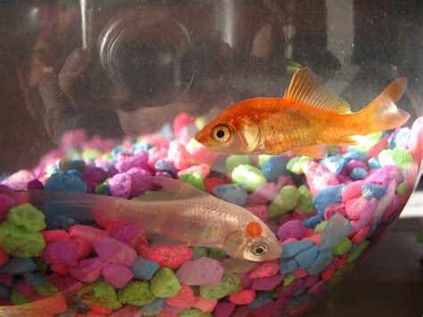 Big goldfish aquarium - esmain