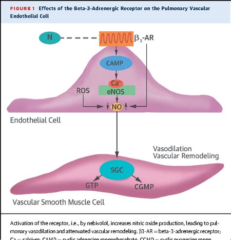 Figure 1 from The beta-adrenergic receptor in pulmonary arterial hypertension: a novel ...